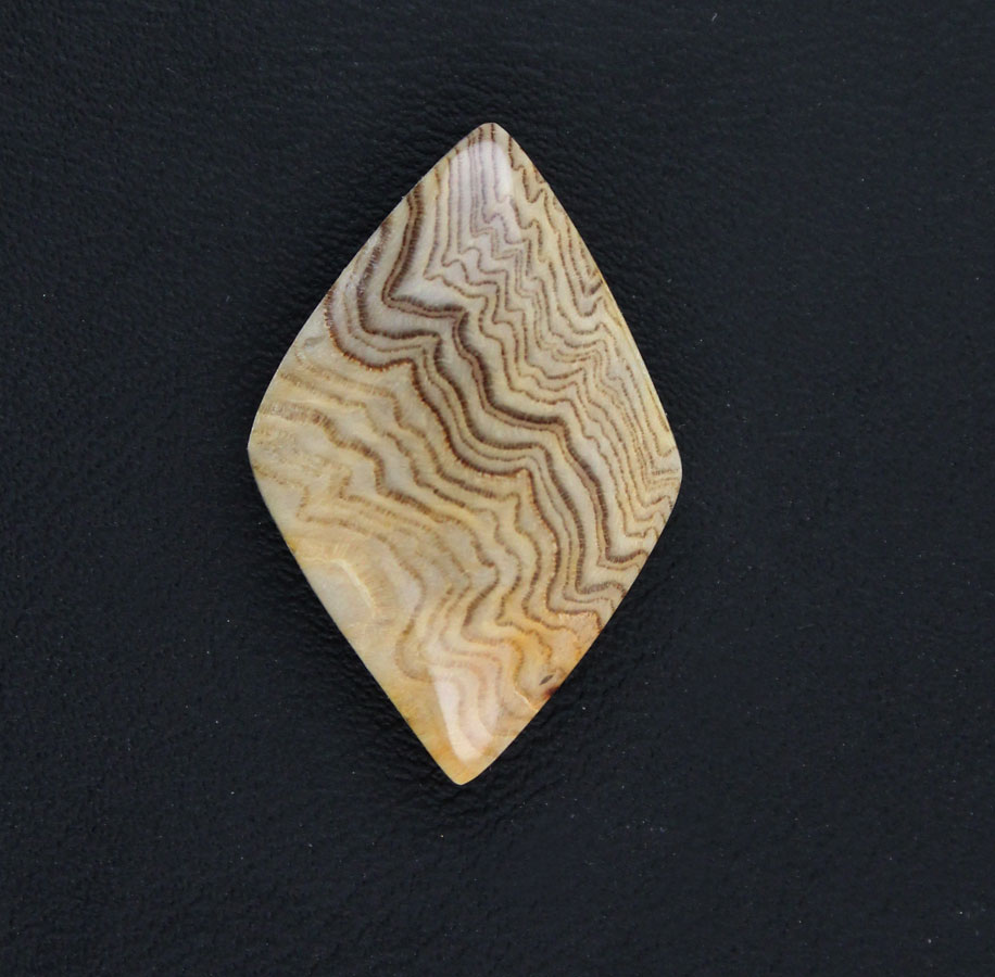 Herringbone Fossil Wood smaller cabochon