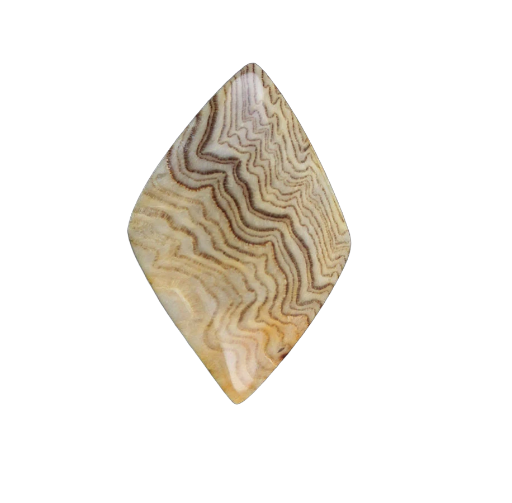 Herringbone Fossil Wood smaller cabochon
