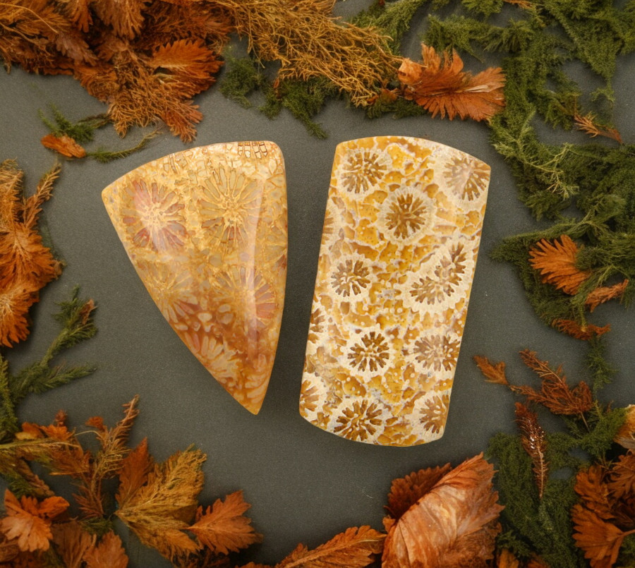 Hand Cut Fossil Coral Set of cabochon's 