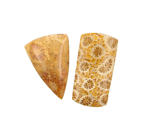 Hand Cut Fossil Coral Set of cabochon's 