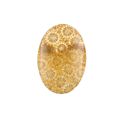 Hand cut Fossil Coral Cabochon