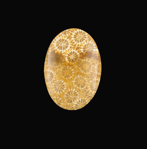 Hand cut Fossil Coral Cabochon