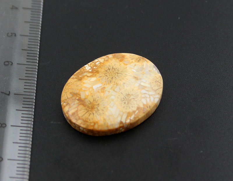Hand cut Fossil Coral Cabochon