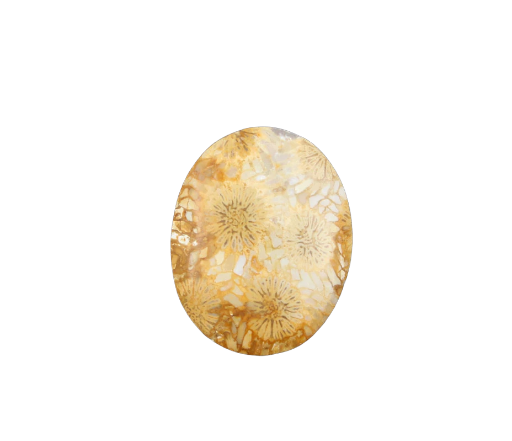Hand cut Fossil Coral Cabochon