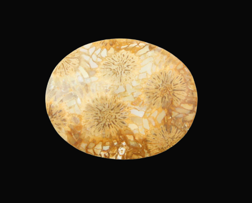 Hand cut Fossil Coral Cabochon