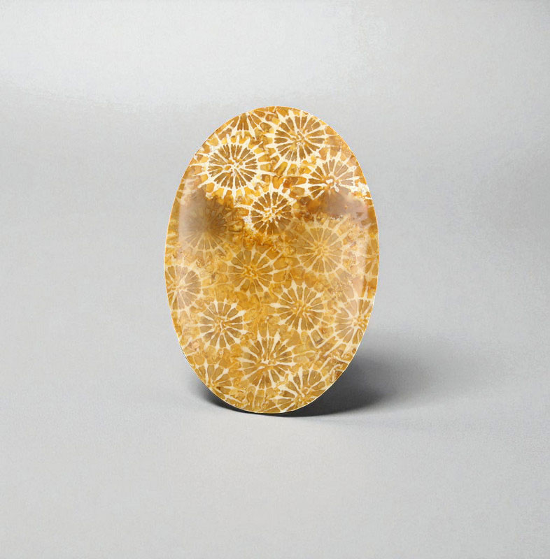 Hand cut Fossil Coral Cabochon