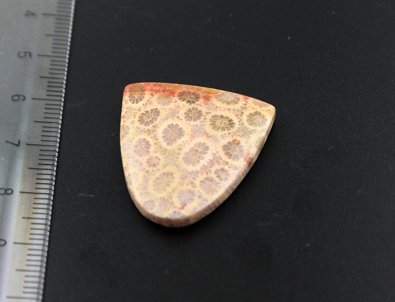 Hand cut Fossil Coral Cabochon