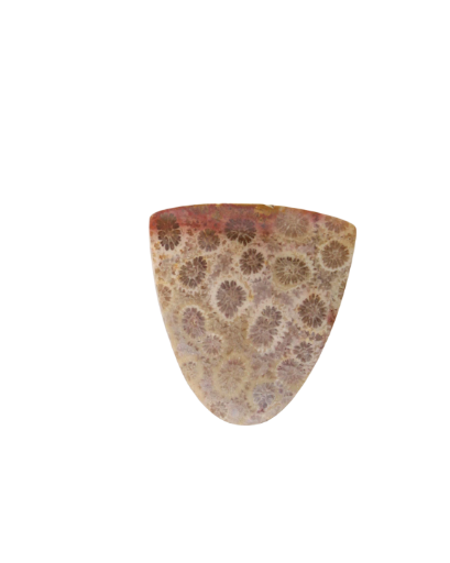 Hand cut Fossil Coral Cabochon