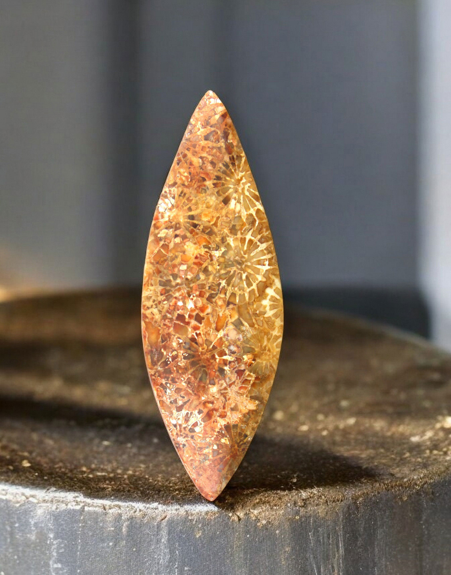 Hand cut Fossil Coral Cabochon