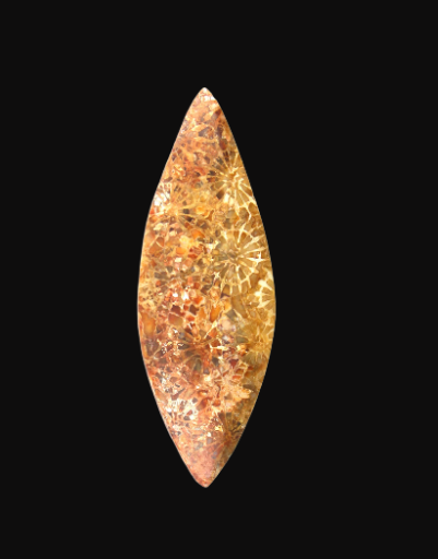 Hand cut Fossil Coral Cabochon