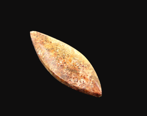Hand cut Fossil Coral Cabochon