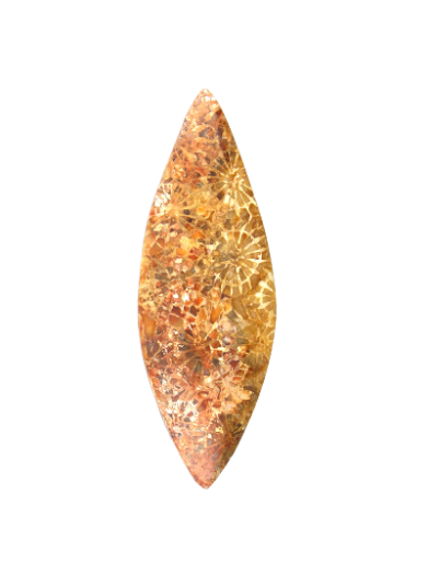 Hand cut Fossil Coral Cabochon