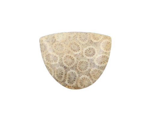 Hand cut Fossil Coral Cabochon