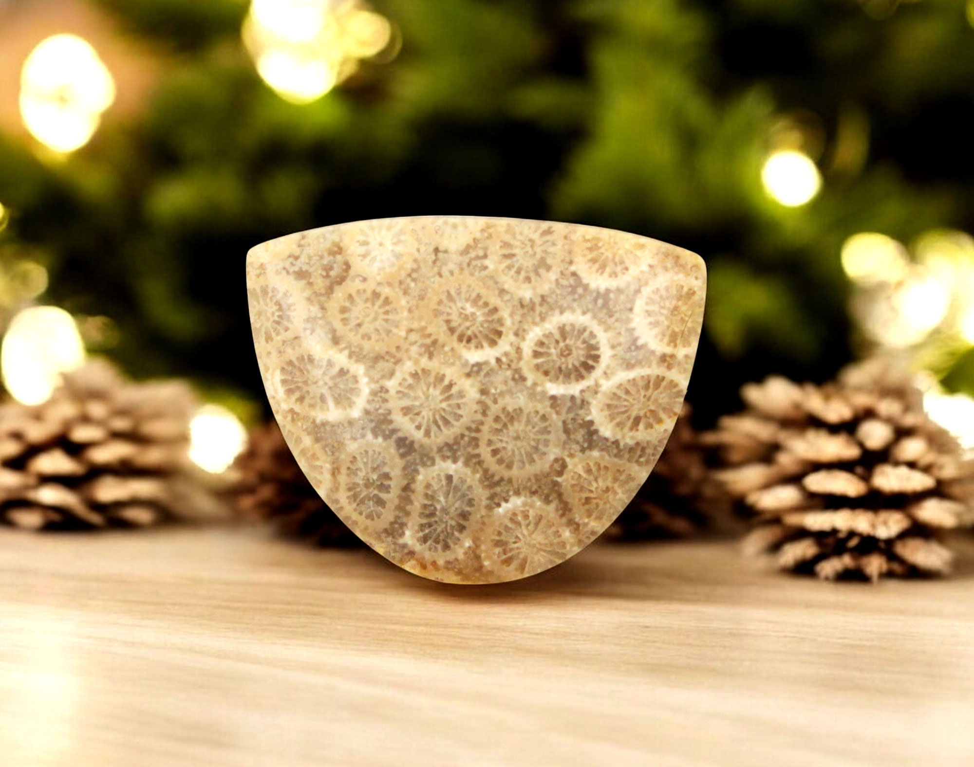 Hand cut Fossil Coral Cabochon