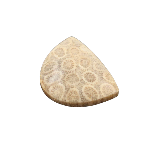 Hand cut Fossil Coral Cabochon