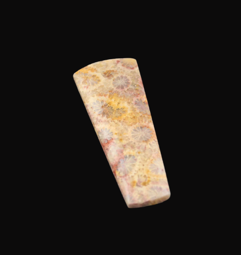 Hand cut Fossil Coral Cabochon