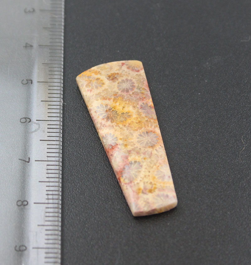 Hand cut Fossil Coral Cabochon