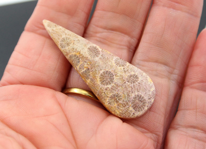 Hand cut Fossil Coral Cabochon