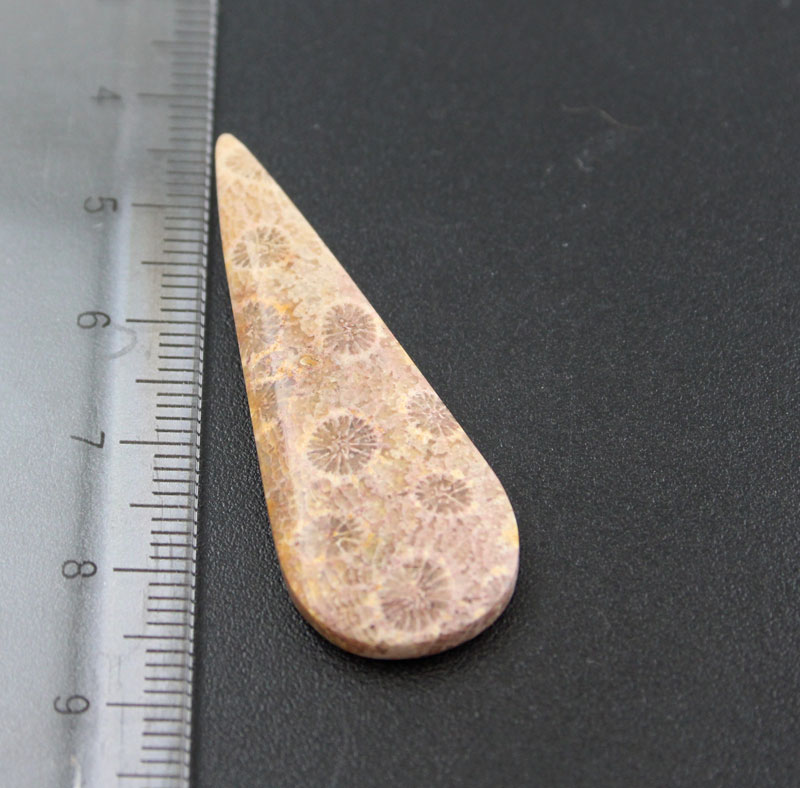 Hand cut Fossil Coral Cabochon