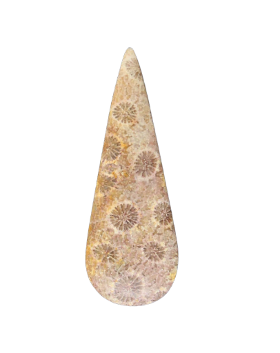 Hand cut Fossil Coral Cabochon