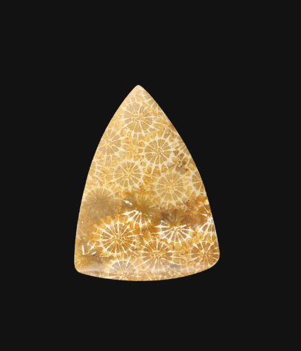 Hand cut Fossil Coral Cabochon