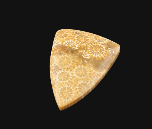 Hand cut Fossil Coral Cabochon