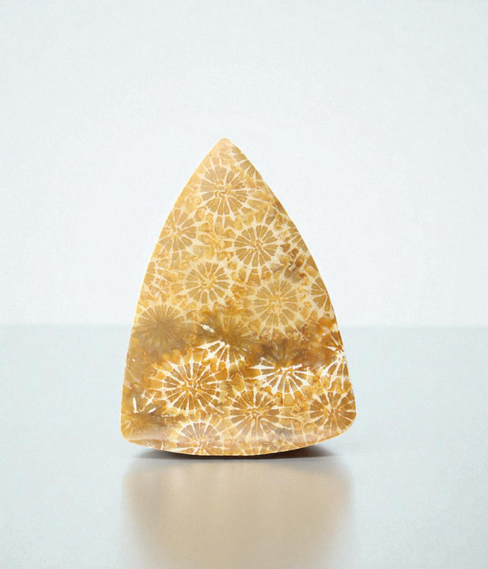 Hand cut Fossil Coral Cabochon