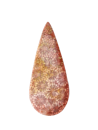 Hand cut Fossil Coral Cabochon