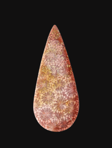 Hand cut Fossil Coral Cabochon