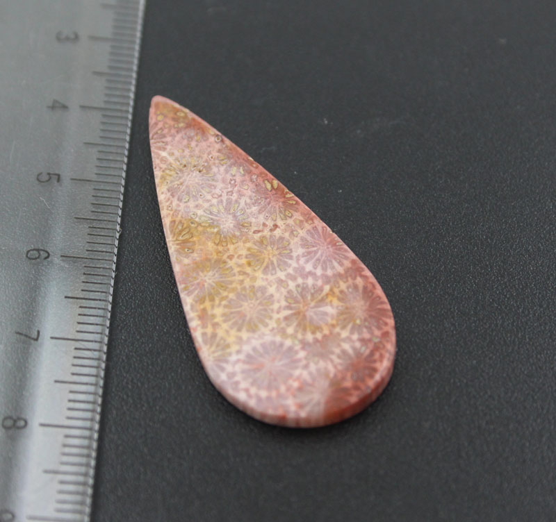 Hand cut Fossil Coral Cabochon