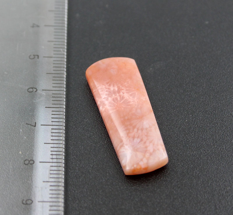 Hand cut Fossil Coral Cabochon