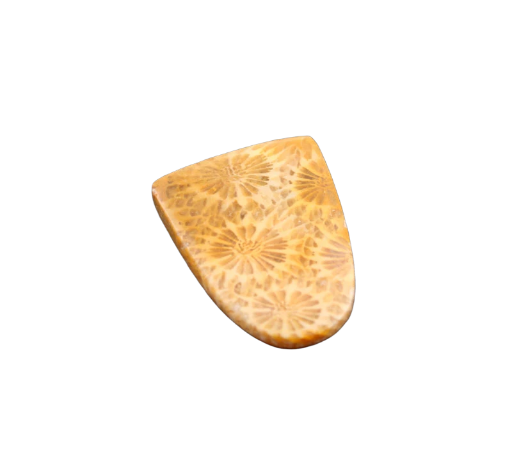 Hand cut Fossil Coral Cabochon