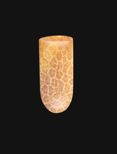 Hand cut Fossil Coral Cabochon
