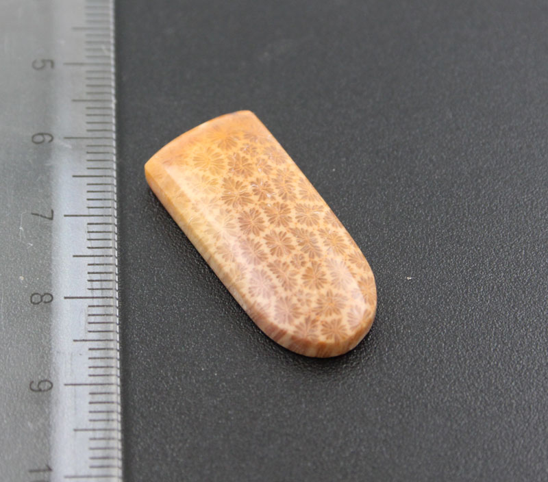 Hand cut Fossil Coral Cabochon