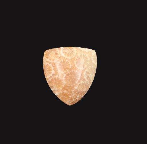 Hand cut Fossil Coral Cabochon