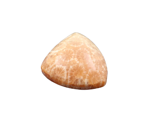 Hand cut Fossil Coral Cabochon