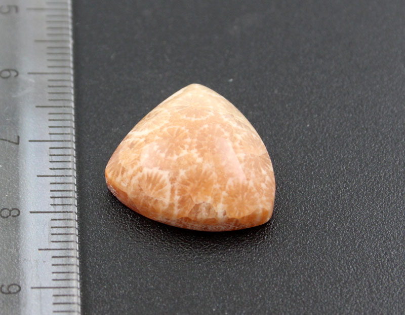 Hand cut Fossil Coral Cabochon
