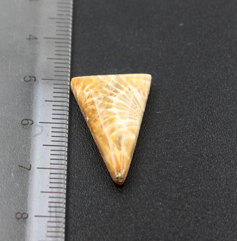 Fossil Coral Cabochon
