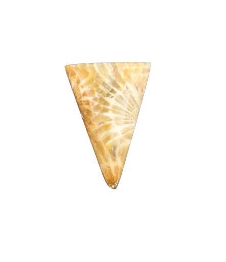 Fossil Coral Cabochon