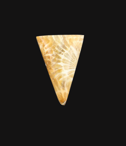 Fossil Coral Cabochon