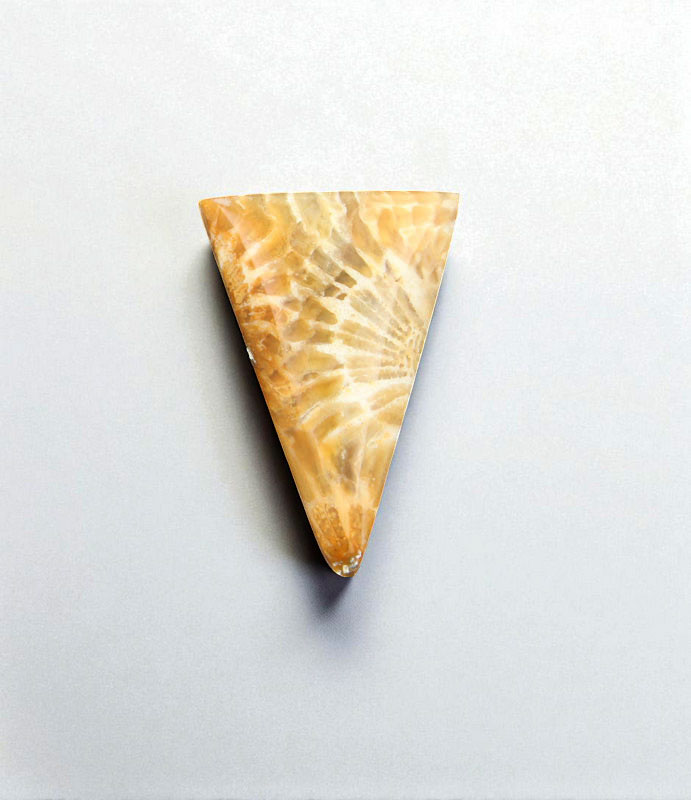 Fossil Coral Cabochon