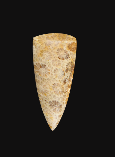 Hand cut Fossil Coral Cabochon