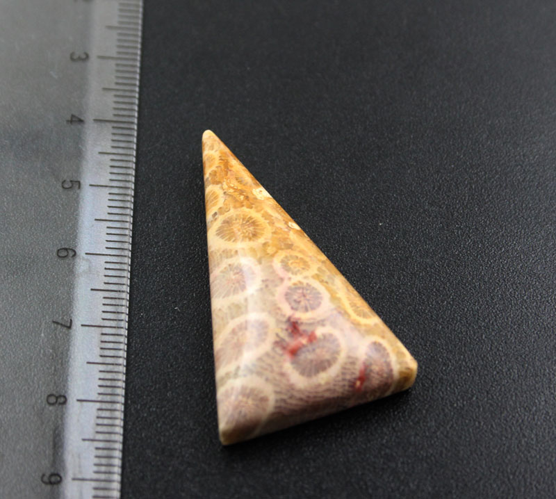 Hand cut Fossil Coral Cabochon