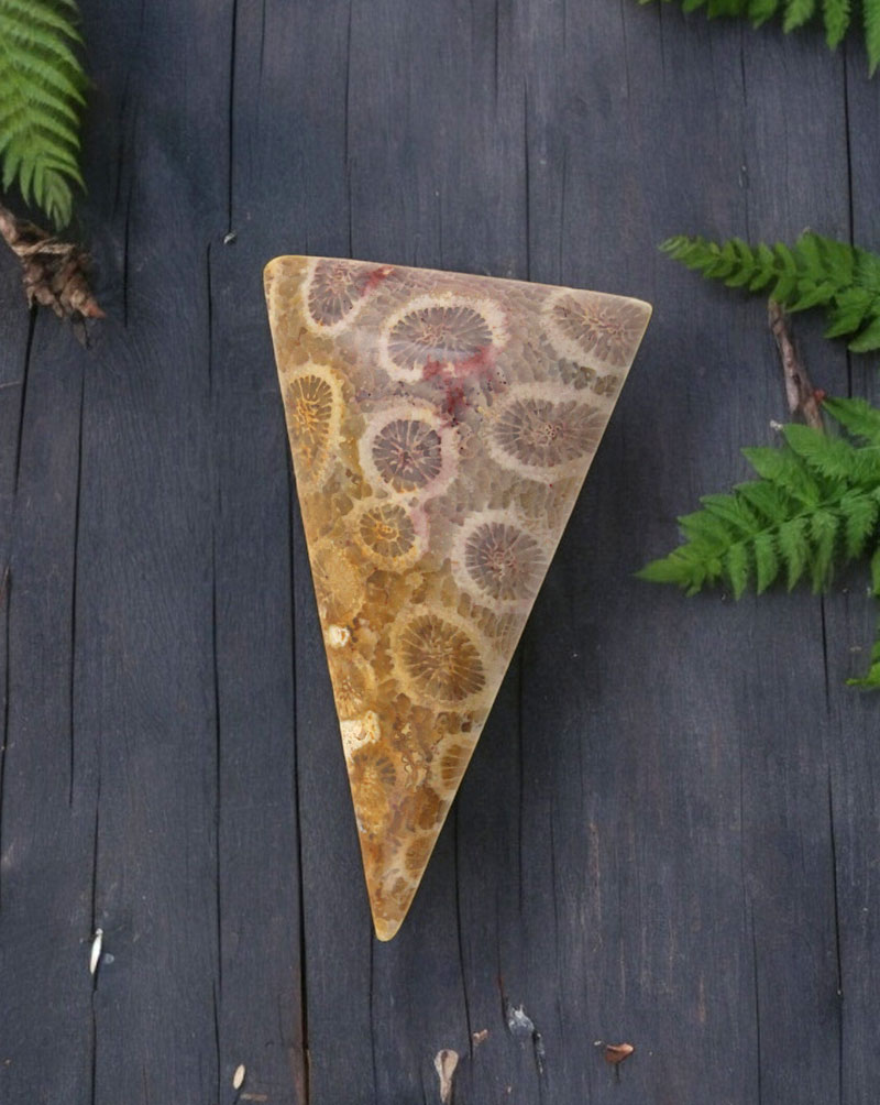 Hand cut Fossil Coral Cabochon