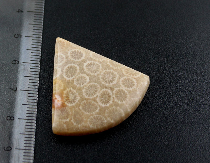 Hand cut Fossil Coral Cabochon