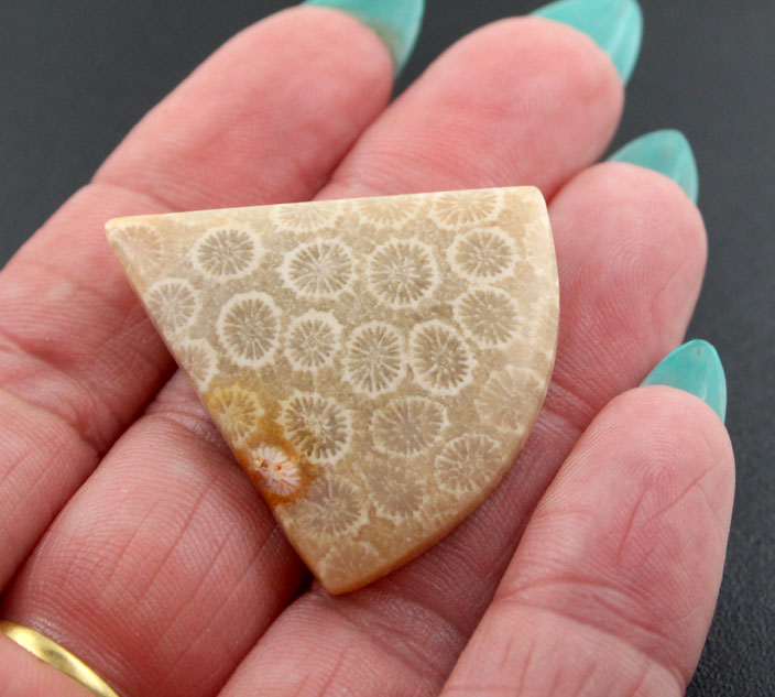 Hand cut Fossil Coral Cabochon