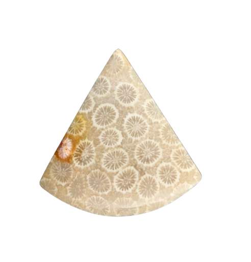 Hand cut Fossil Coral Cabochon