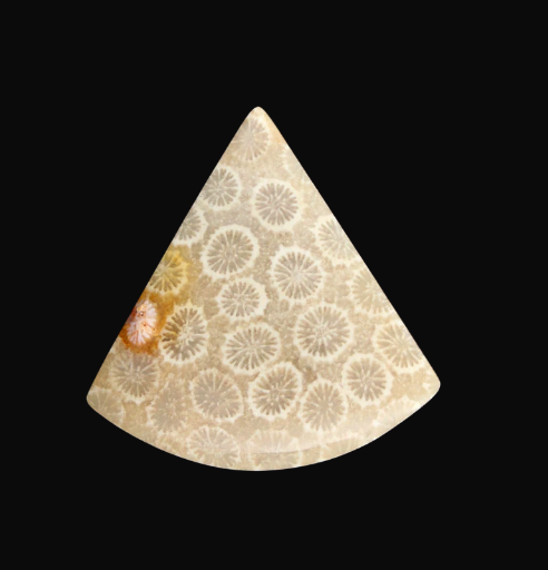 Hand cut Fossil Coral Cabochon