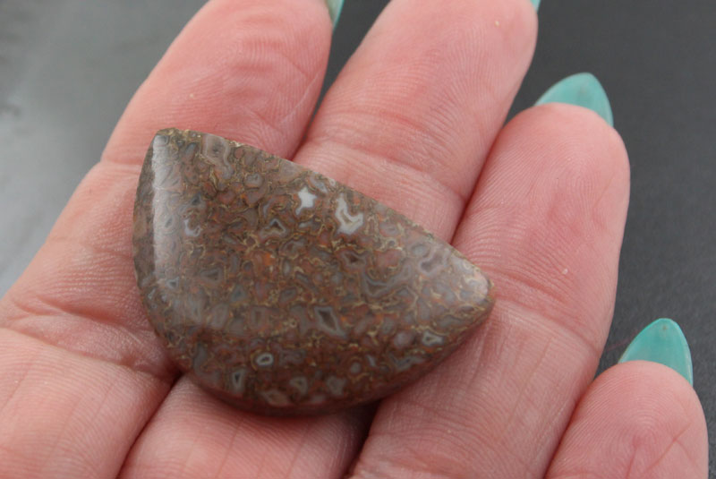 Hand cut Dinosaur Bone cabochon