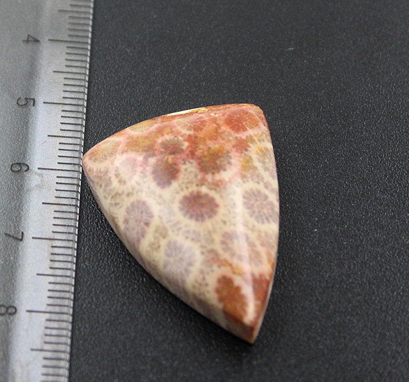 Hand cut Fossil Coral Cabochon